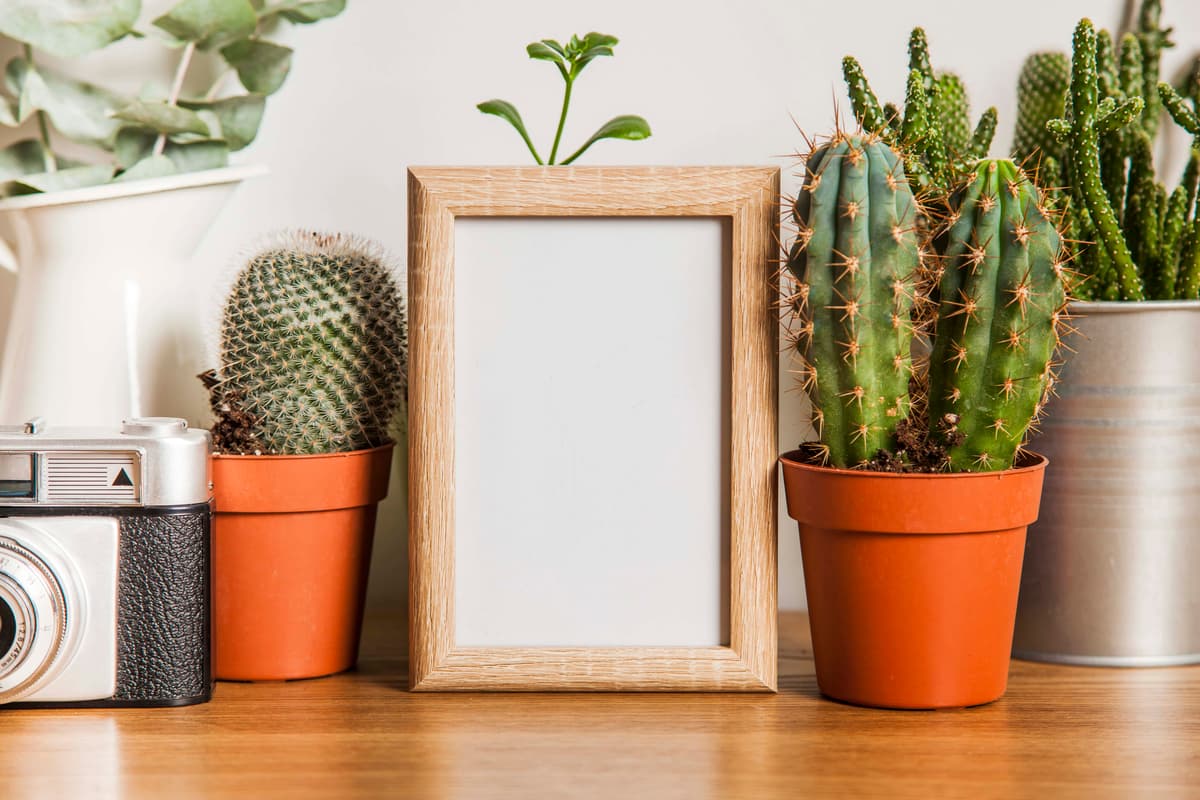 small-frame-cacti