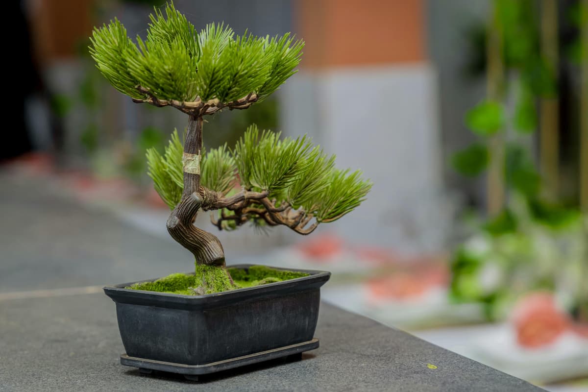 pexels-jean-jacques-ngatcha-ngassa-745290137-19013774