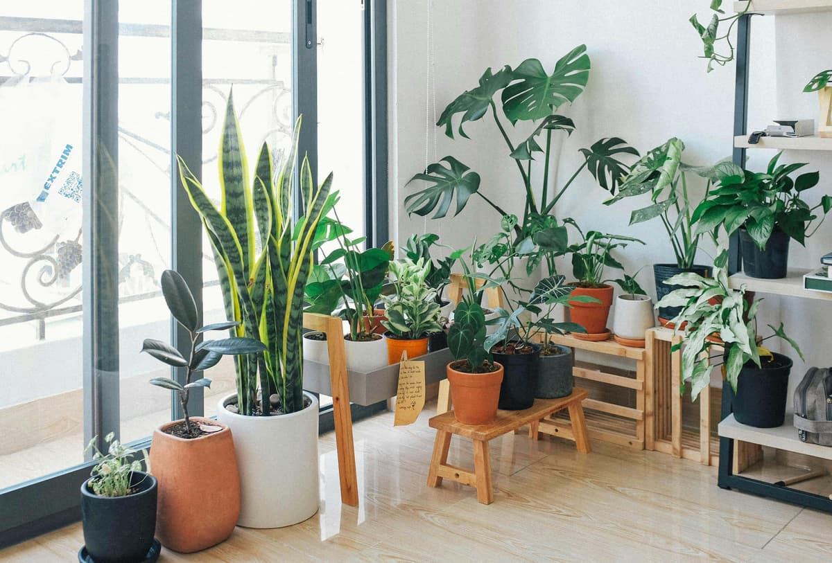 pexels-huy-phan-316220-3076899 The importance of plants in the home