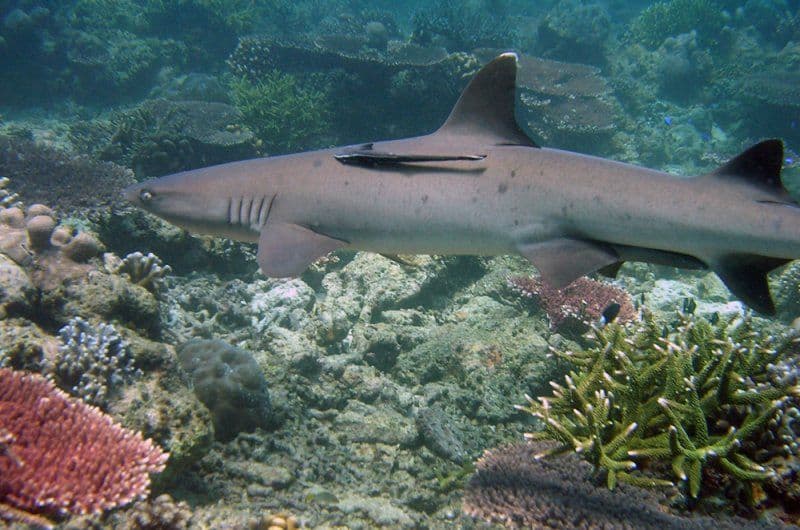 Tubbataha_Shark best colleges for marine biology
