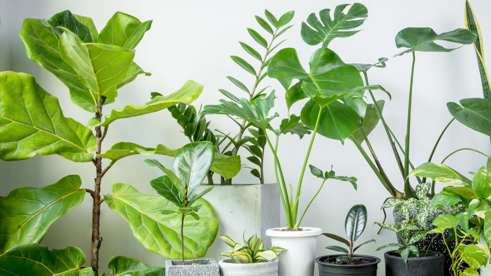 The importance of plants in the home