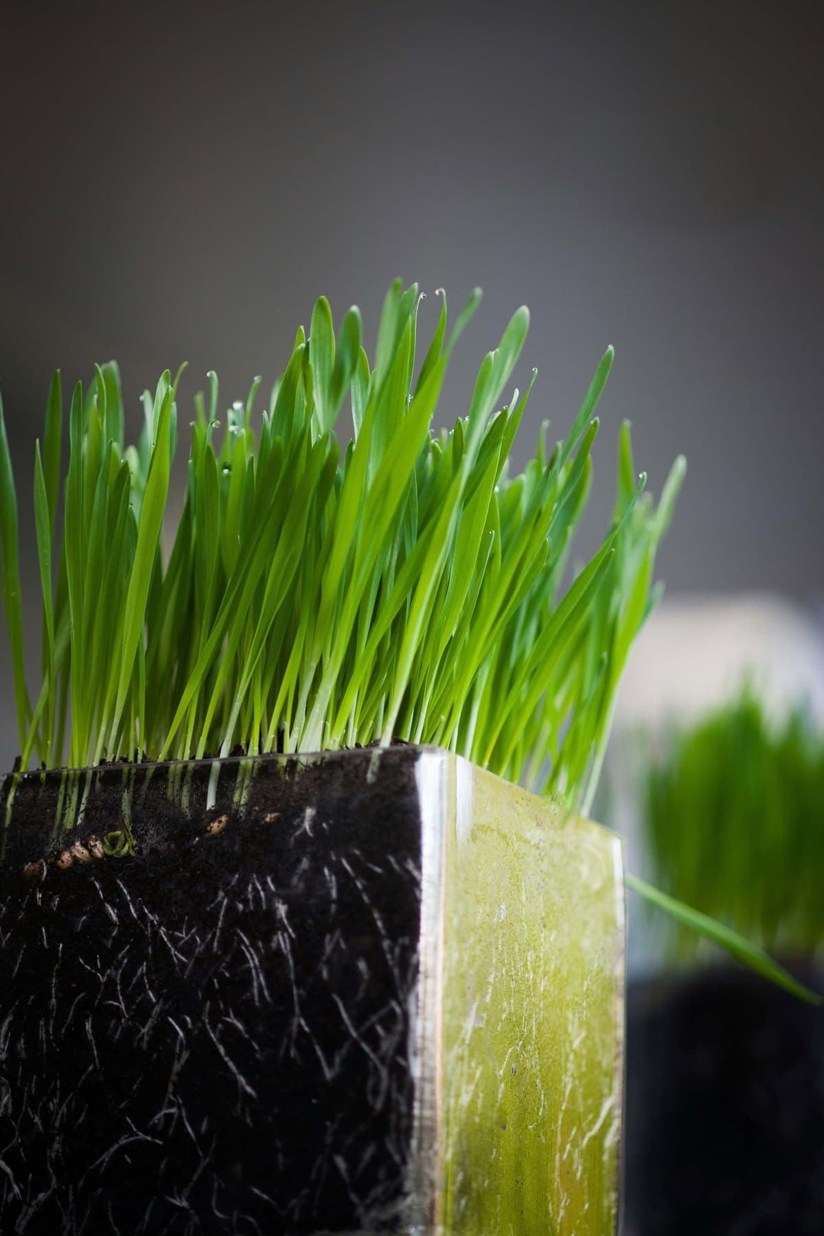 facts about wheatgrass