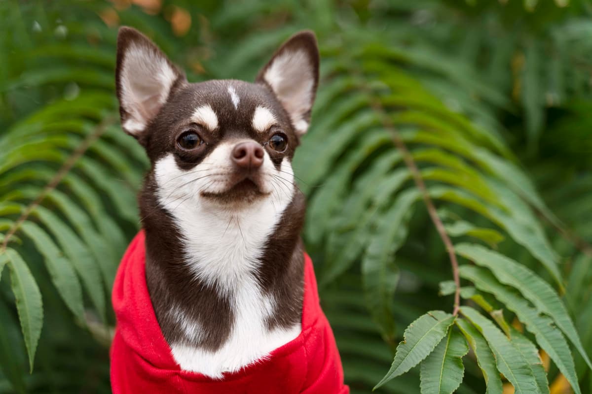 adorable-chihuahua-dog-outside-walk