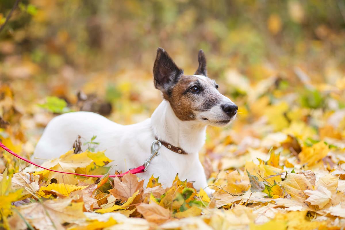 cute-dog-with-leash-laying-forrest